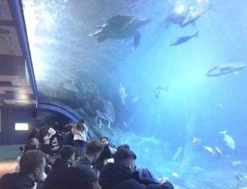 Diving into Global Trade